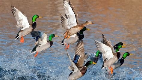 Duck Hunting Backgrounds 48 Images