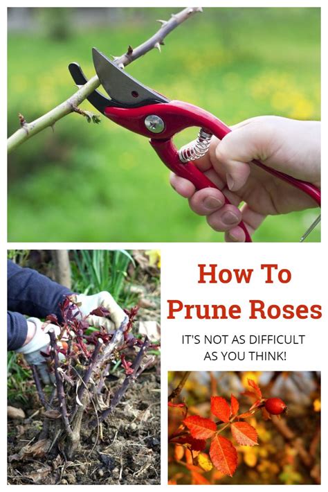 How To Prune Roses Pruning In 8 Simple Steps Pruning Roses Pruning