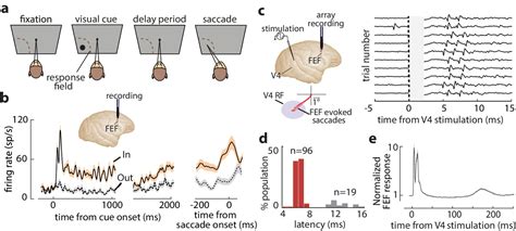Figures And Data In Working Memory Gates Visual Input To Primate