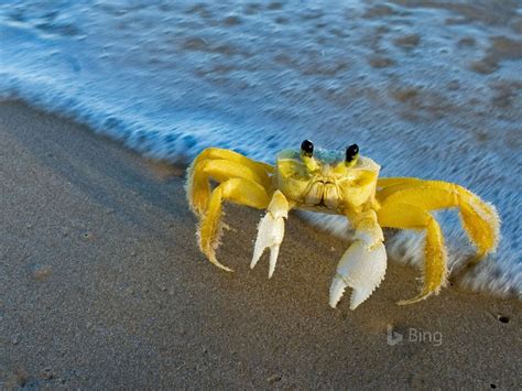 Atlantic Ghost Crab 2017 Bing Desktop Wallpaper Preview