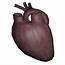 Human Heart  OpenGameArtorg