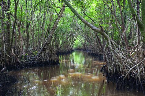 Usa Florida Everglades National Park Everglades City Mangrove