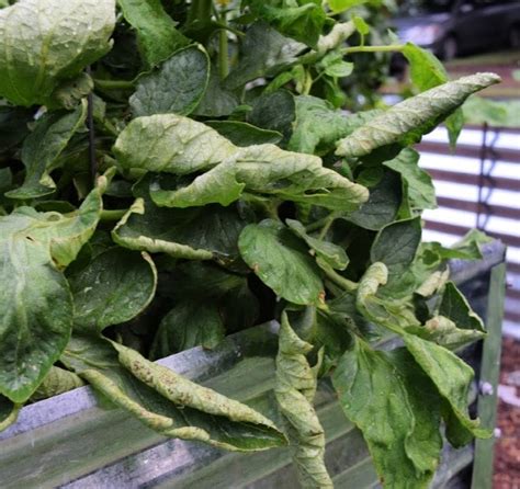 How To Cure Leaf Curl On Tomato Plants