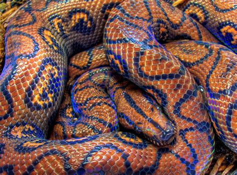 A Large Blue And Orange Snake Curled Up On Top Of Each Others Head