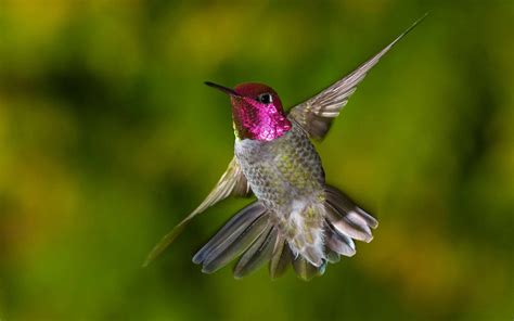 Wallpaper Nature Wings Wildlife Hummingbirds Beak Flower Bird