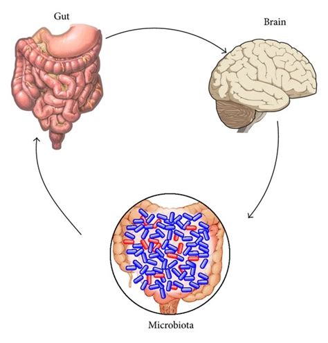 Impact Of The Gut Microbiota On The Gut Brain Axis In Health And Download Scientific Diagram