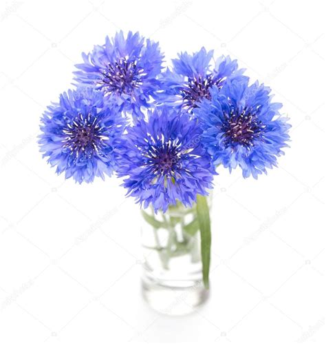 Blue Cornflower Flower Bouquet Isolated On White Stock Photo By