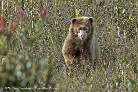 Golden Spectacled Bear The Real Paddington Bear Focusing On Wildlife