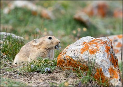 Large Eared Pika Markha Valley Ladakh Rincredibleindia