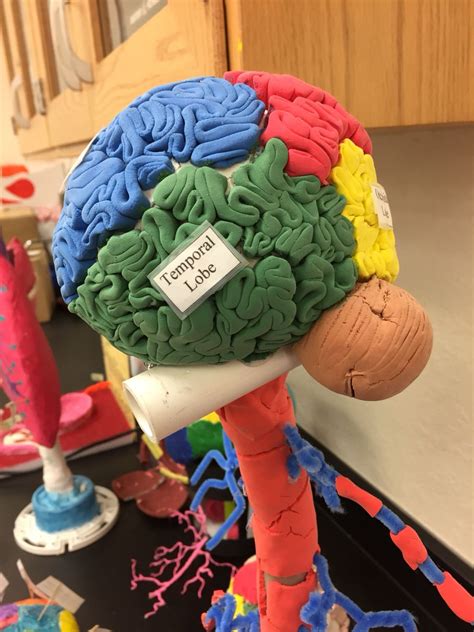 Nervous System Brain Models Nervous System Projects Human Body Projects