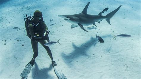 The Marine Biologist Tackling Ocean Conservation From A Sharks