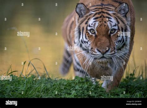 Running Tiger Hi Res Stock Photography And Images Alamy