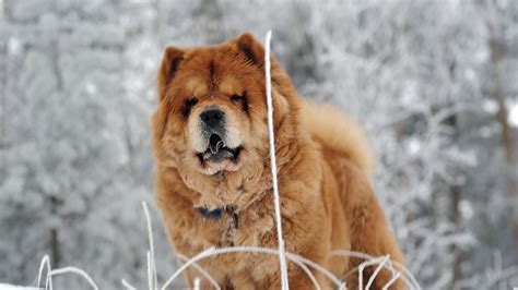 Download Wallpaper 1920x1080 Chow Chow Dog Face Fat
