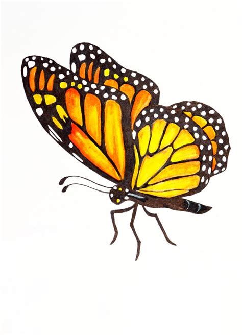 Monarch Butterfly Original Illustration Butterfly 5 En 2021