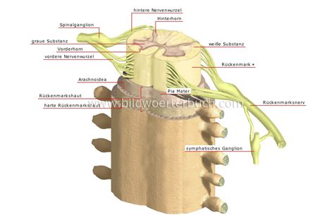 Die brustwirbelsäule erlaubt eine seitwärtsneigung des oberkörpers um etwa 30 grad. Mensch :: Anatomie :: Nervensystem :: Aufbau des ...