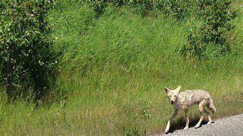 Utah Bounty Hunters Kill 7041 Coyotes In A Year