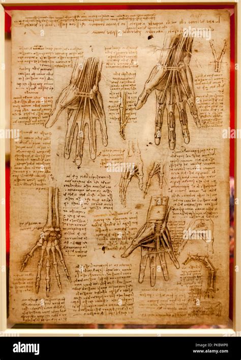 Leonardo Da Vincis Human Hand Anatomical Drawing At The Queens