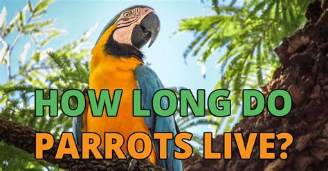 Sweet and affectionate are understated descriptions. How Long Do Parrots Live? 64 Parrot Lifespan Ages Examined