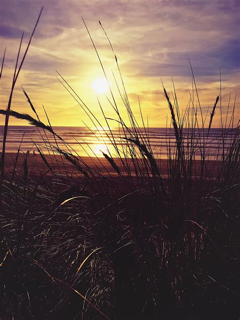 Sunset Through Tall Grass At The Beach Smithsonian Photo Contest