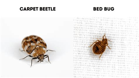 Carpet Beetle Larvae Vs Bed Bugs Two Birds Home