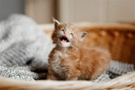 50 Cute Kittens You Need To See The Cutest Kitten Photos Ever