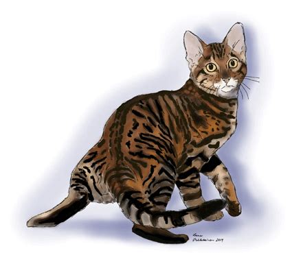 Cats and kittens for sale. Toyger Breeders