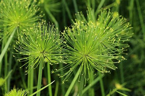 How To Grow Sedge Plants At Home Gardeners Path