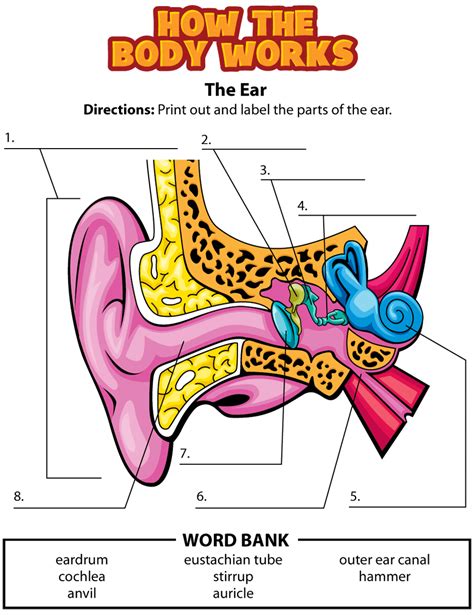 Ear Anatomy And Function Worksheet Anatomy Worksheets