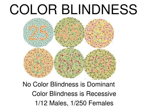Is Color Blindness Dominant Or Recessive My Xxx Hot Girl