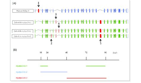 Gene Structures And Expression Profiles Of Mybpc3 During Zebrafish