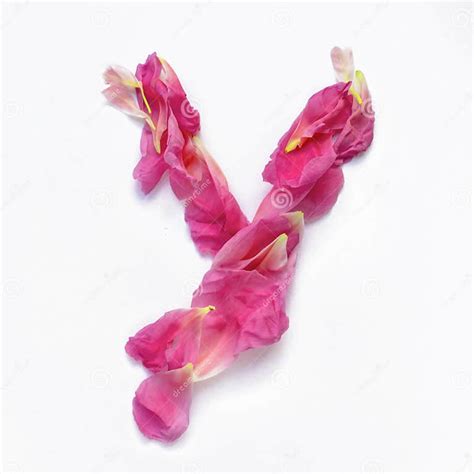 Alphabet Made Of Peony Petals Letter Y Layout For Design Stock Image