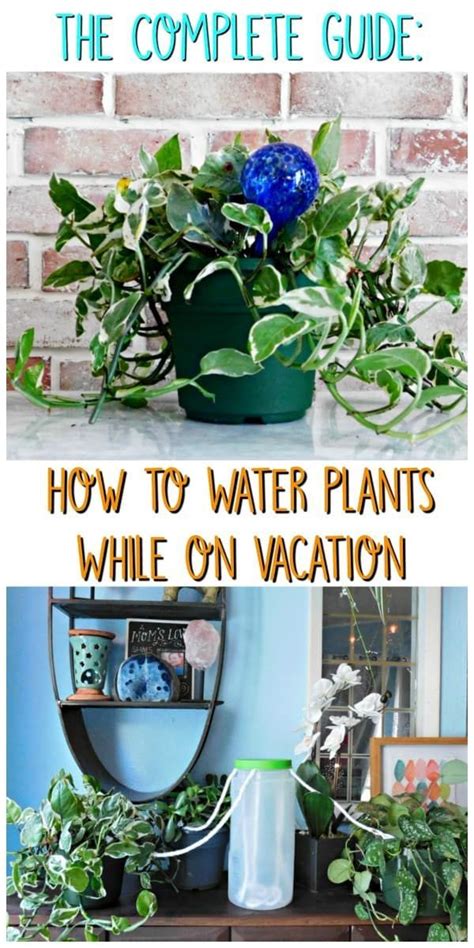 To water a plant while you're away, start by watering it thoroughly so the soil it's in is fully saturated. keep plants watered while away. Easy ways to self water house plants. #waterplants # ...