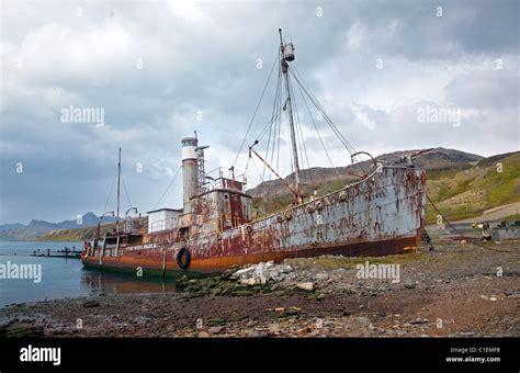 Shipwreck Of The Petrel At Grytviken Harbour South Georgia Stock Photo