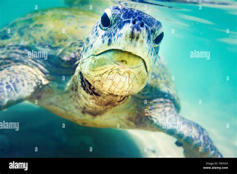 Turtle At Hikkaduwa Beach Stock Photo Alamy