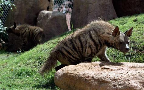 Gambar tersebut bisa anda download langsung, caranya silahkan klik pada gamb. Bali Zoo Datangkan Hyaena Dari Bahrain Untuk Dikembangbiakan - Bisnis.com