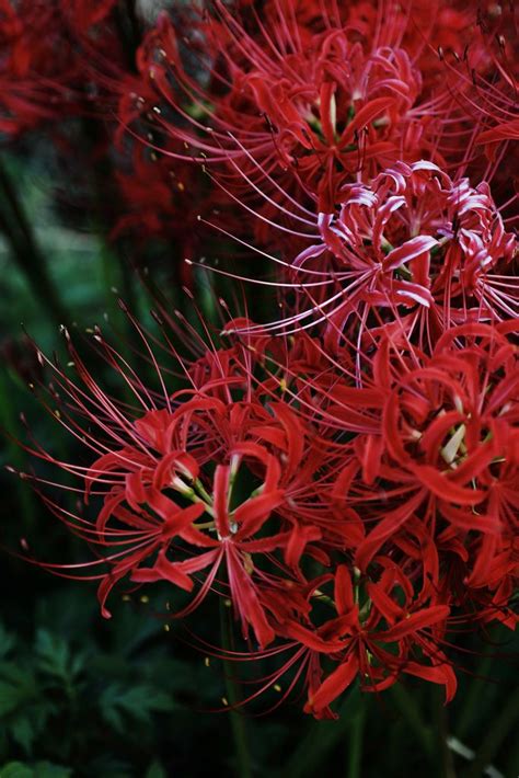 Bekijk onze garden spider selectie voor de allerbeste unieke of custom handgemaakte items uit ben je helemaal hierheen gescrold om over garden spider te lezen? Cluster Amaryllis in 2020 | Red spider lily, Red flowers ...