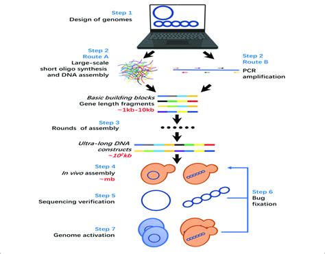 General Workflow Of De Novo Whole Genome Synthesis Download