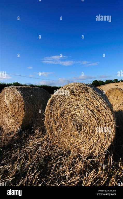 Round Straw Bales Uk Stock Photo Alamy