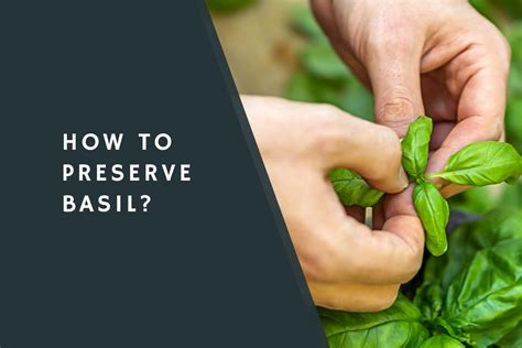 How To Preserve Basil Condimentbucket
