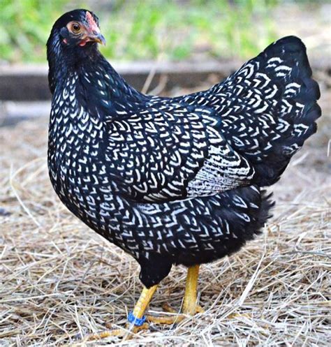 Youll Receive Silver Double Laced Barnevelder Fertile Hatching Eggs