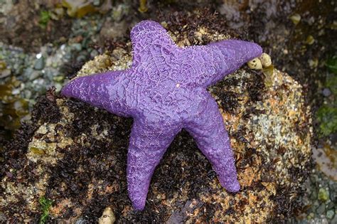 Purple Sea Star Sea Star Starfish Life Under The Sea