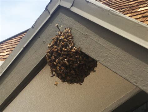 Does My Wall Or Roof Need To Be Opened In Order To Remove A Beehive Bee Best Bee Removal
