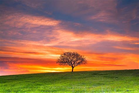A Tree On A Green Meadow At Sunset Beautiful Sunset Sunset Sunrise