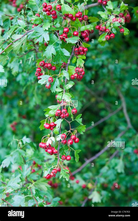Hawthorn Crataegus Monogyna Berries Kent Uk Autumn Stock Photo Alamy