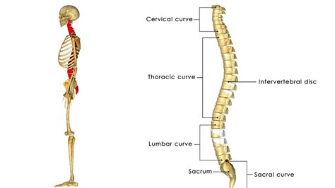 ¿cuántos Huesos Tiene La Columna Vertebral