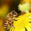 Bees – Insectek