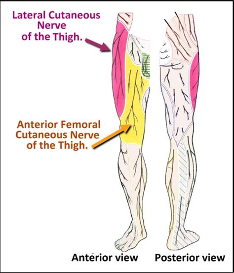 Pdf Nerve Block Of Lateral Femoral Cutaneous Nerve Of The Thigh