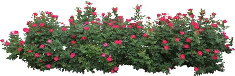 Collection Of Shrub Bushes Png Pluspng