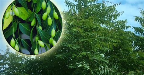 Maybe you would like to learn more about one of these? Neem Tree- Bitter Boon