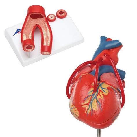 Anatomy Set Heart 3b Scientific 8000845 Anatomical Models